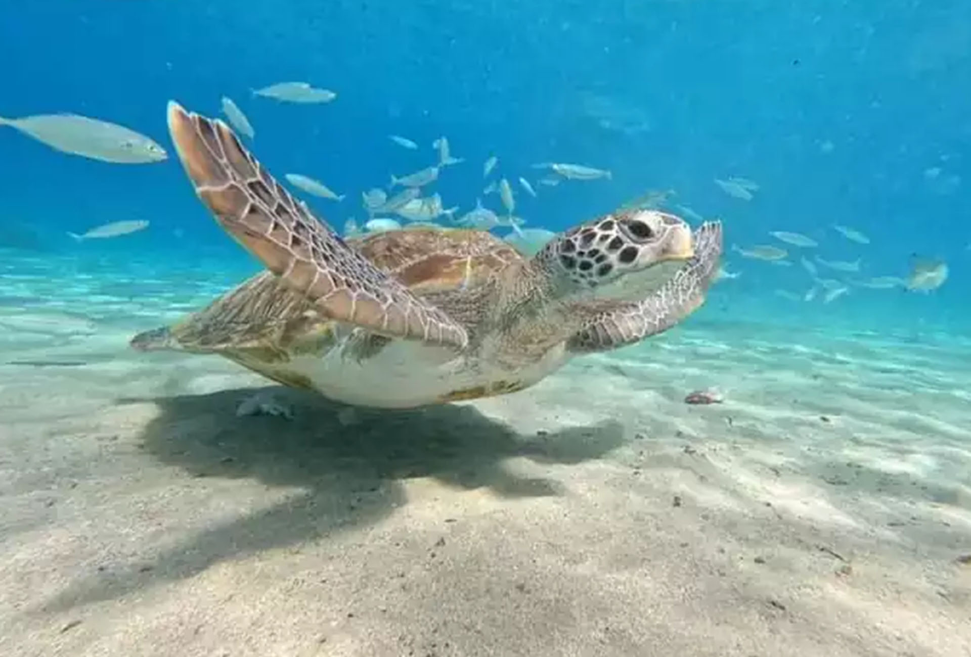 https://www.aidatravelservices.com/wp-content/uploads/2018/01/Curacao-Sea-Turtle-Swim-and-West-Side-Natural-Highlights.jpg
