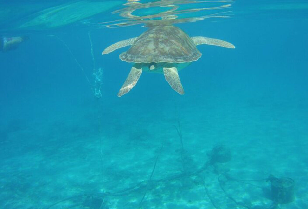 Wonders Of Curacao – Turtles, Caves, Flamingos and Beach – Aida Travel ...